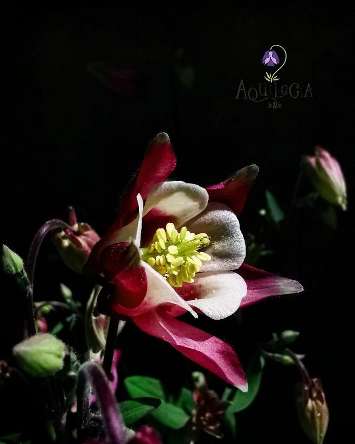 B&B Aquilegia Acqualagna Extérieur photo